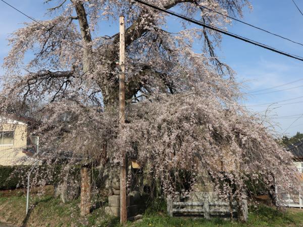 十文辻の桜