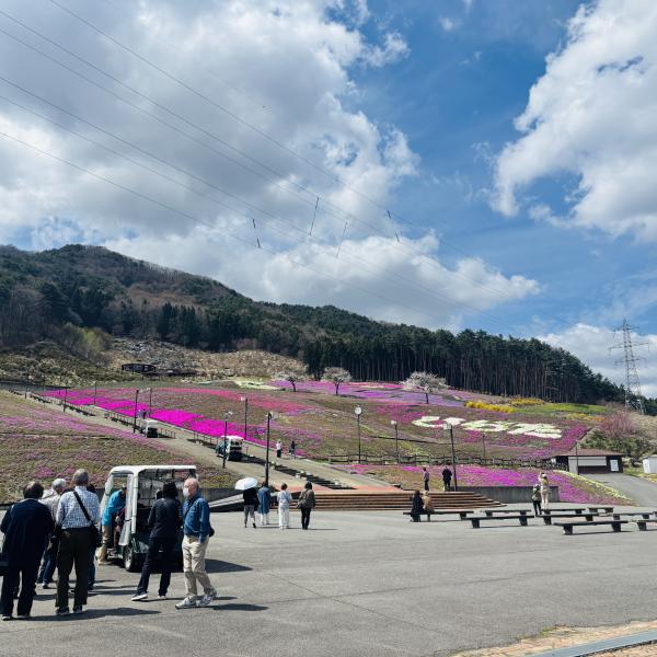 芝桜開花状況①