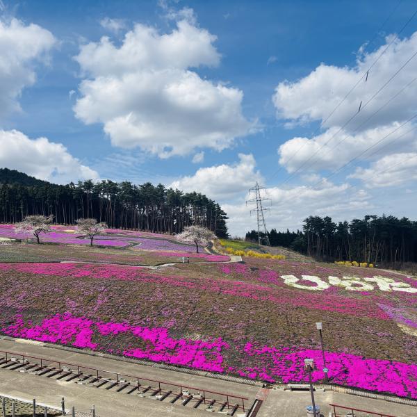 芝桜開花状況②