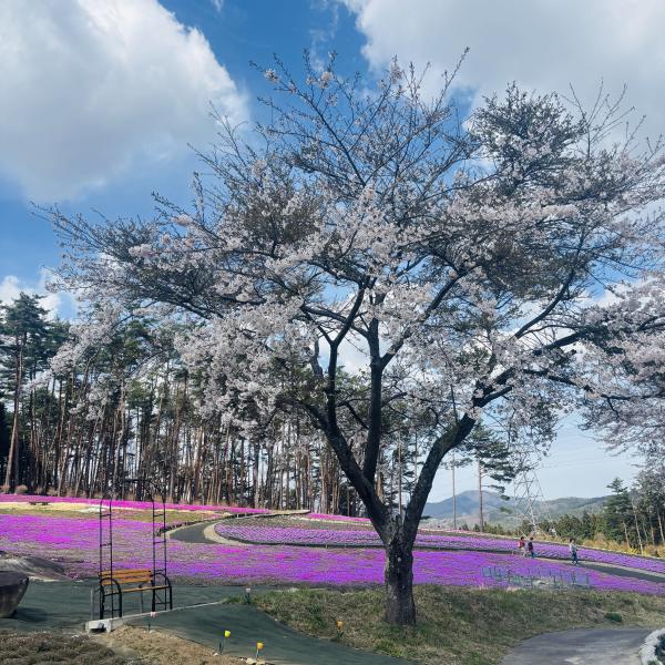 芝桜開花状況③