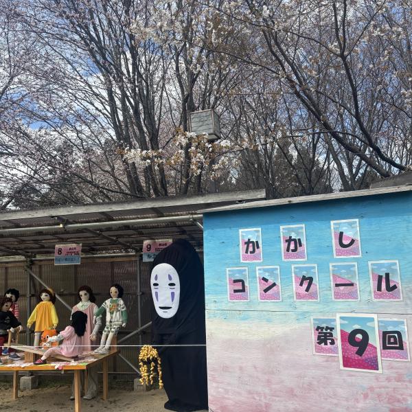 芝桜開花状況③