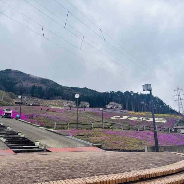 芝桜開花状況①