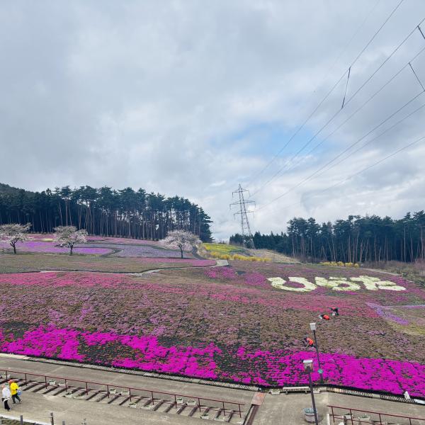 芝桜開花状況②