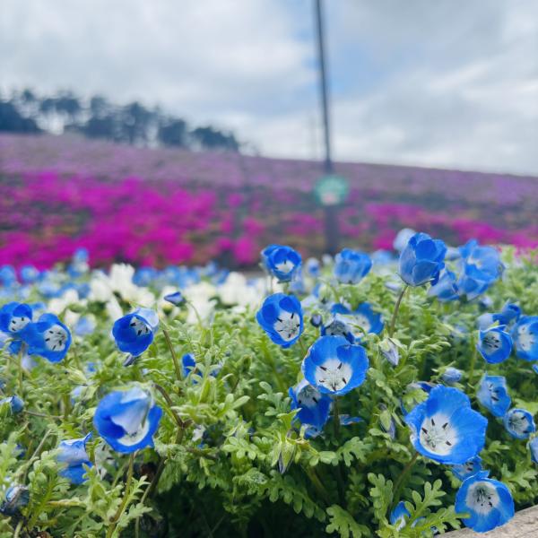 芝桜開花状況③