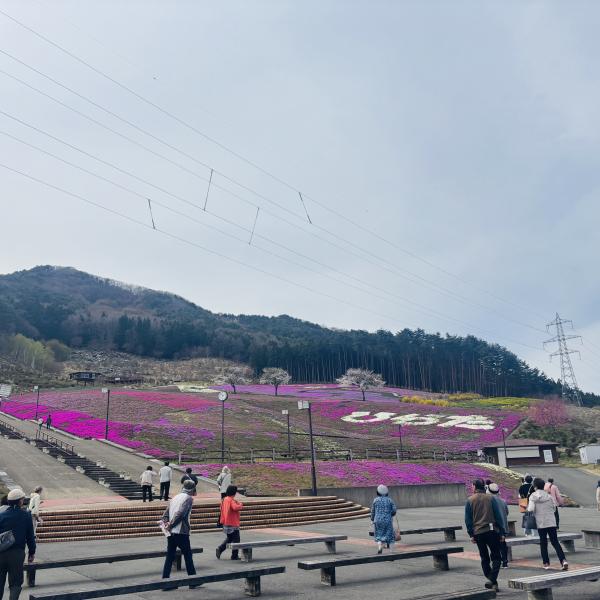 芝桜開花状況①