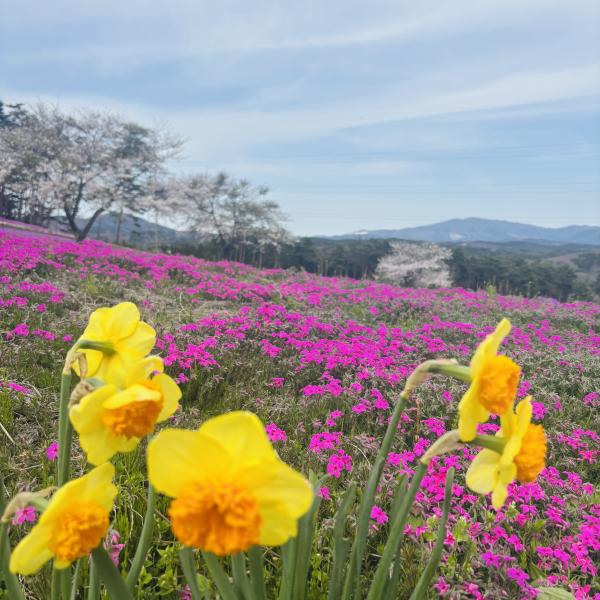 芝桜開花状況②