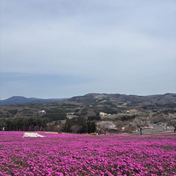 芝桜開花状況③