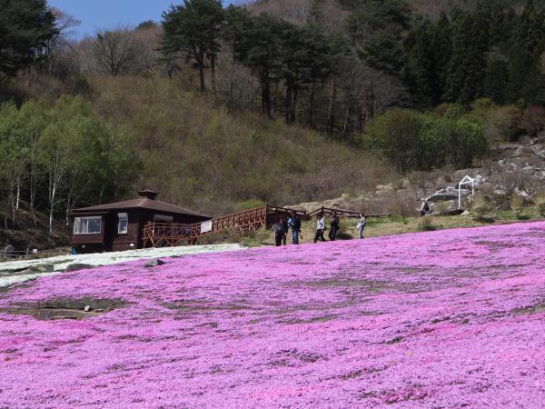 芝桜開花状況①