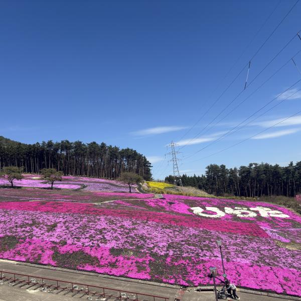 芝桜開花状況①