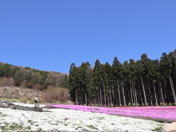 芝桜開花状況②