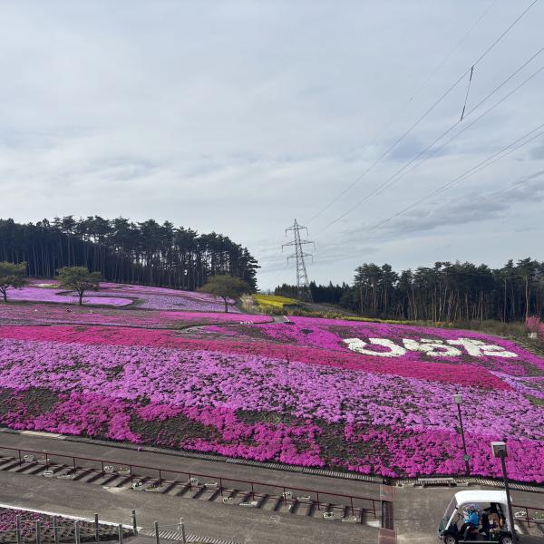 芝桜開花状況①