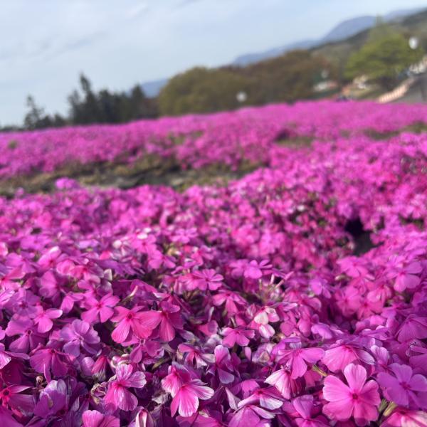 芝桜開花状況②