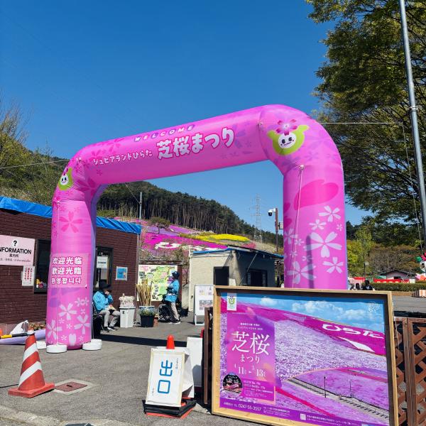 芝桜開花状況①