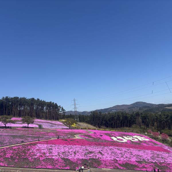芝桜開花状況②