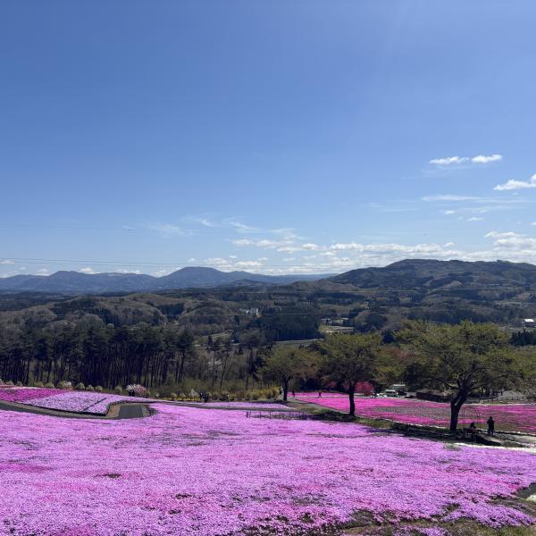 芝桜開花状況②
