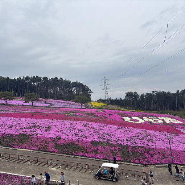 芝桜開花状況①