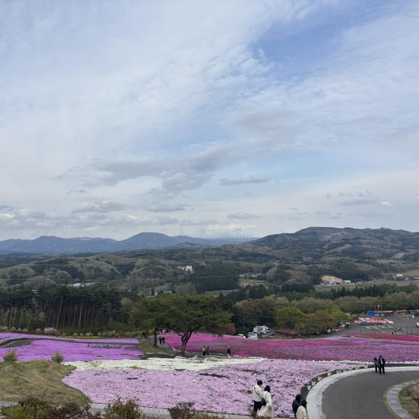 芝桜開花状況②