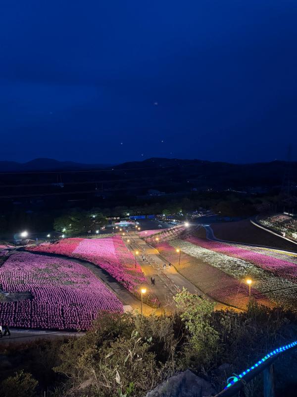 芝桜開花状況①