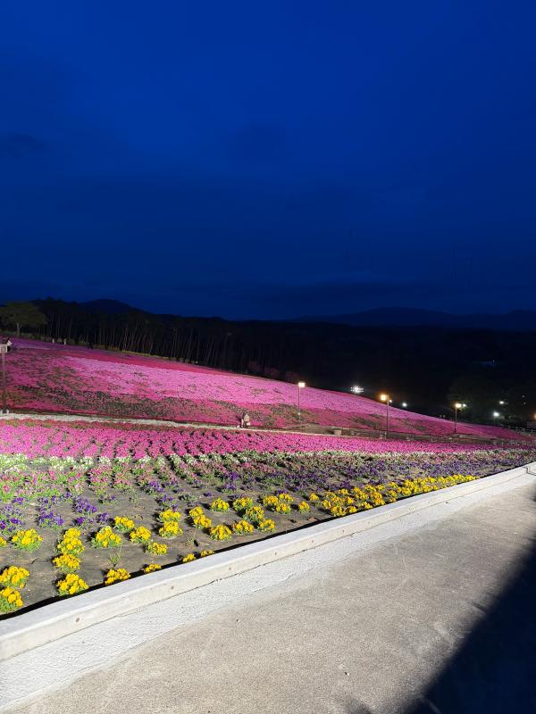 芝桜開花状況①