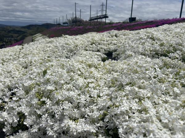 芝桜開花状況②