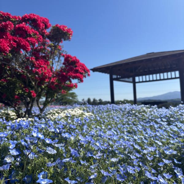 2026芝桜開花状況 - 平田村公式ホームページ