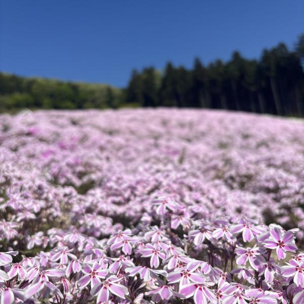 芝桜開花状況②