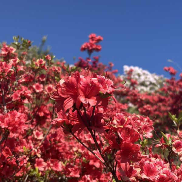 芝桜開花状況③