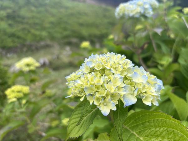 芝桜開花状況①