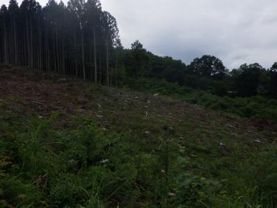 伐採