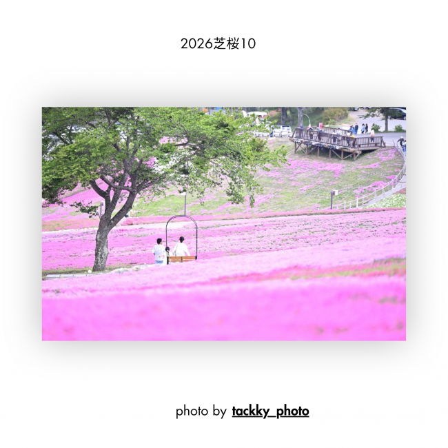 芝桜⑩