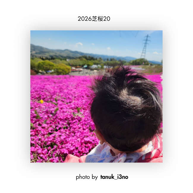 芝桜⑳