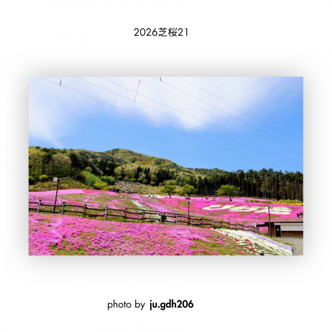 芝桜㉑