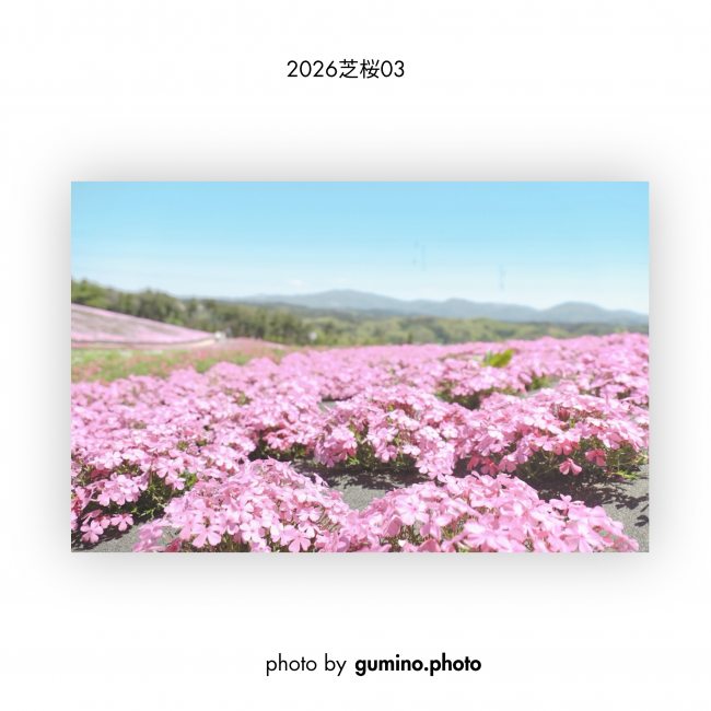 芝桜③