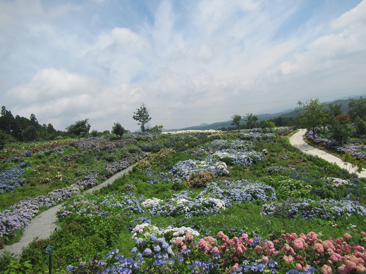 0726ajisai1.jpg