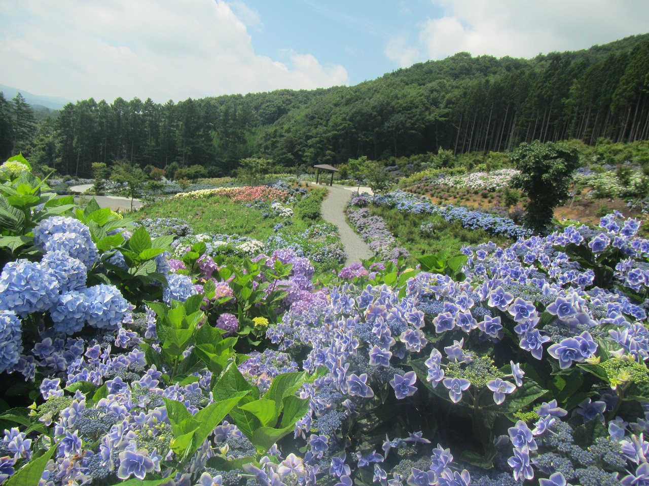 0726ajisai2.jpg