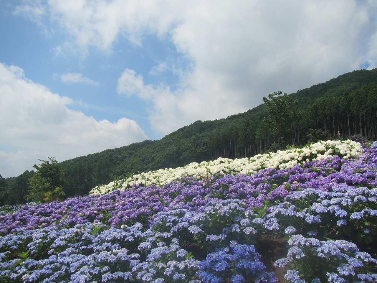 0726ajisai3.jpg
