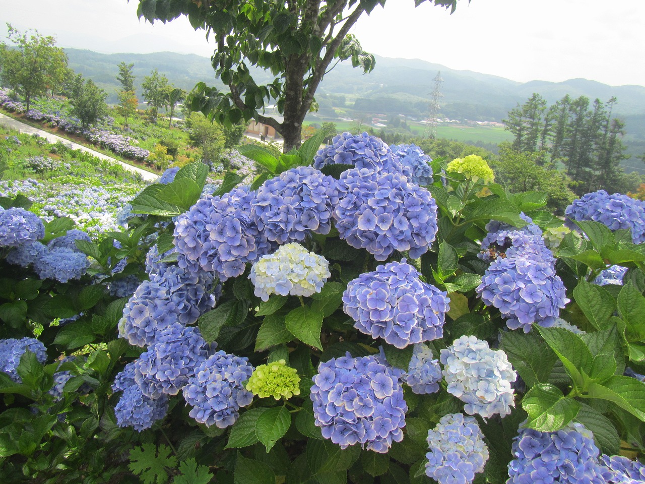 0726ajisai4.jpg