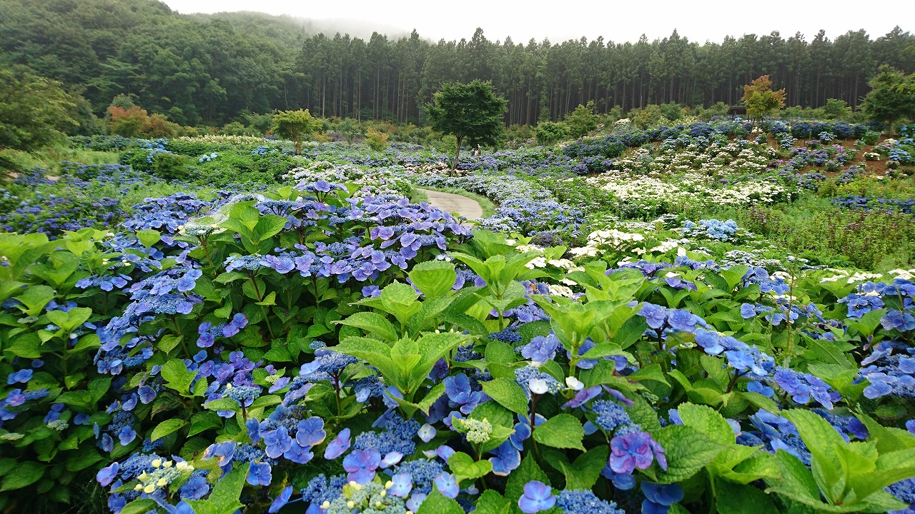 0722ajisai2.jpg