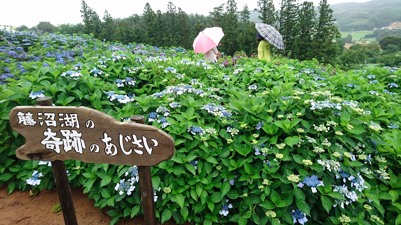0722ajisai3.jpg