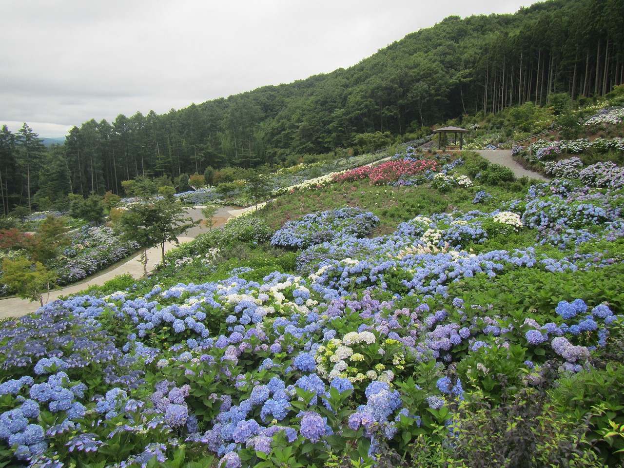 0716ajisai1.jpg