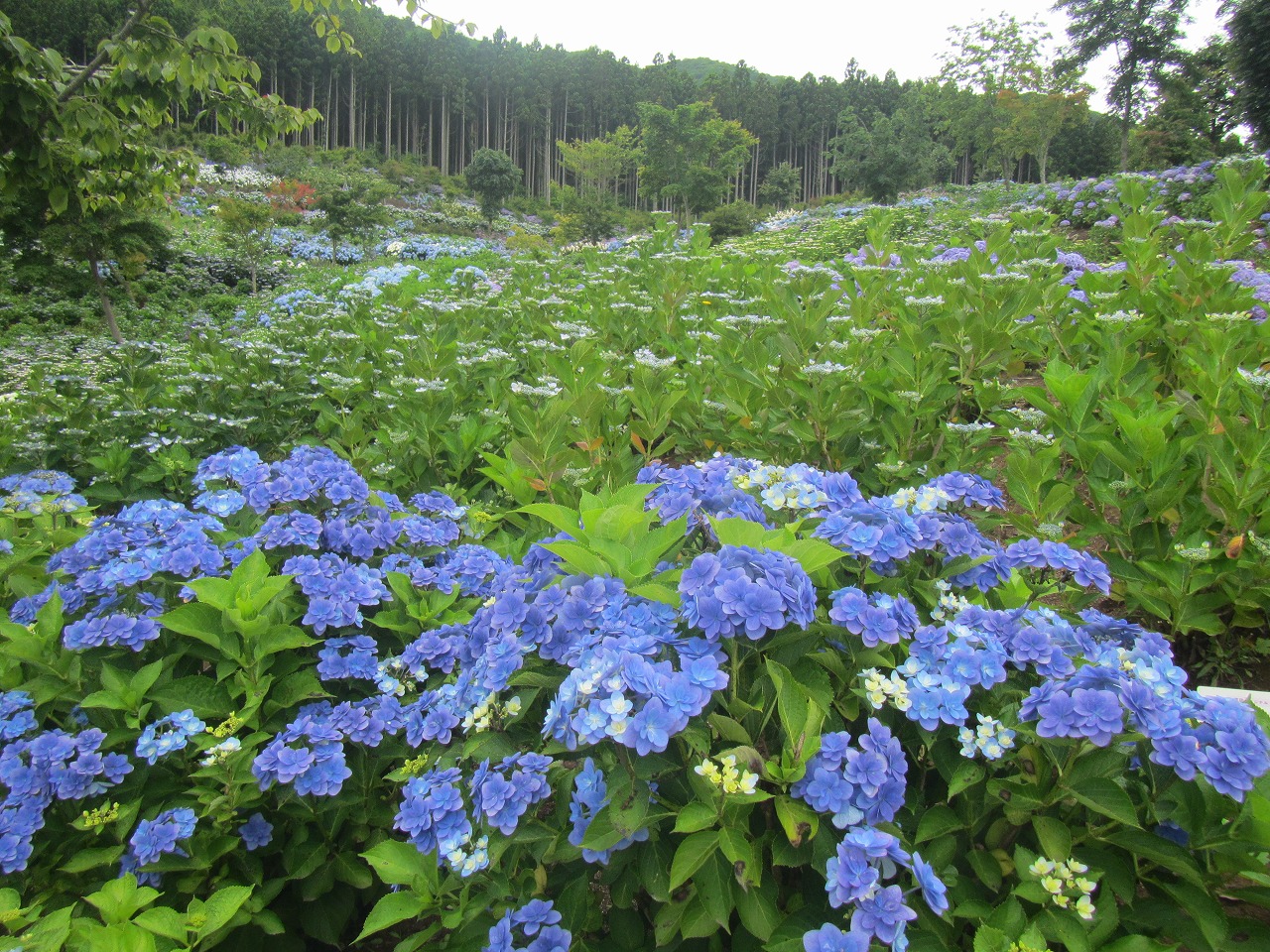 0716ajisai4.jpg