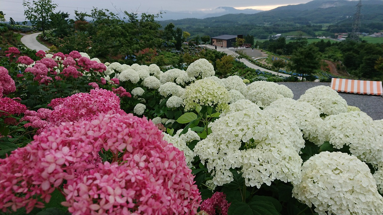0711ajisai2.jpg