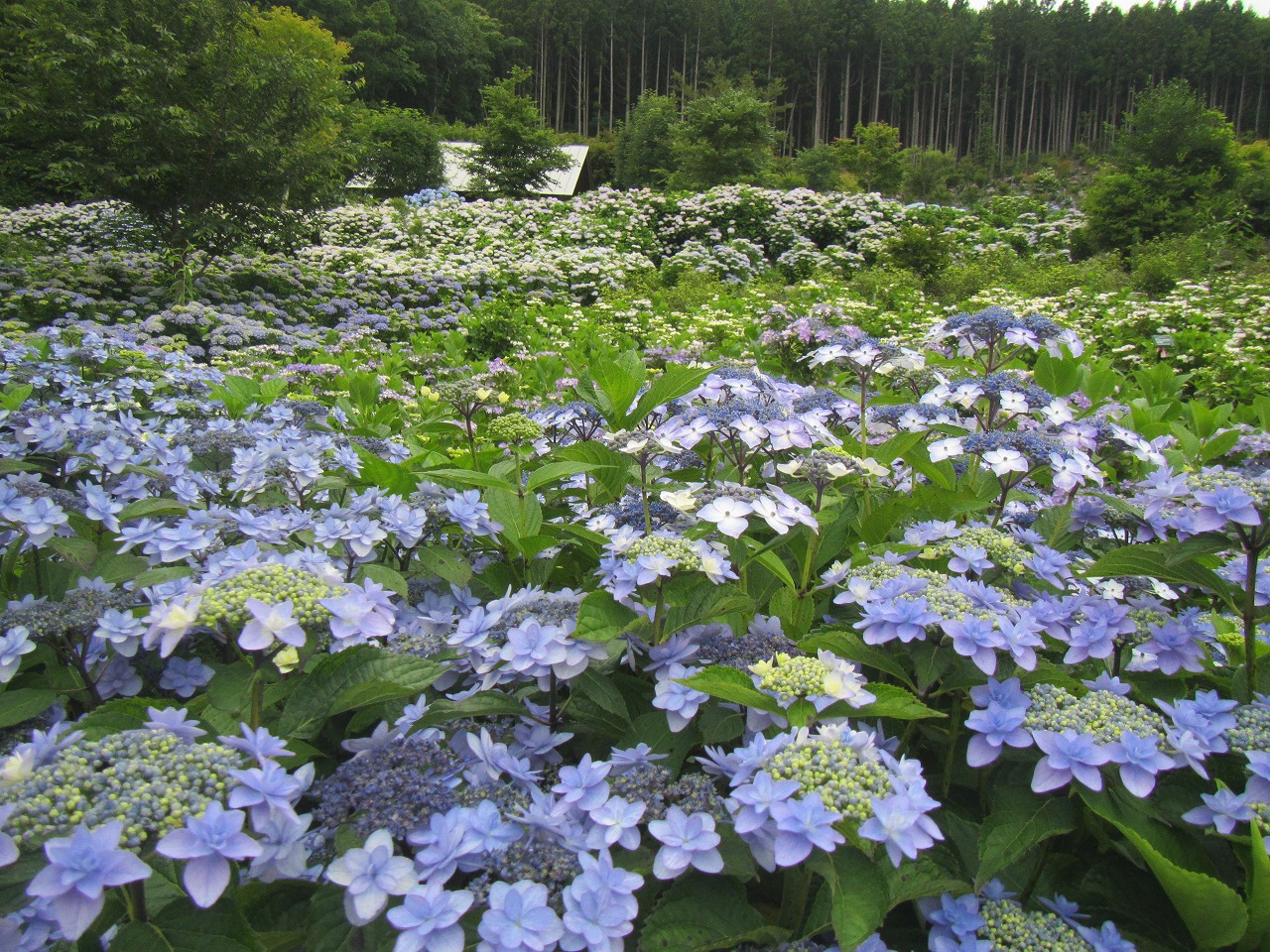 0709ajisai1.jpg