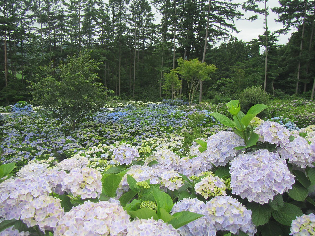 0709ajisai2.jpg