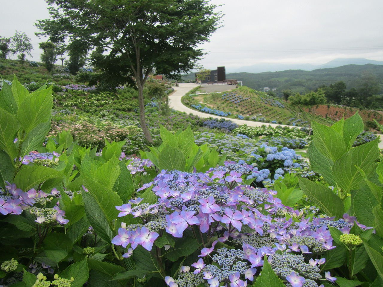 0709ajisai3.jpg