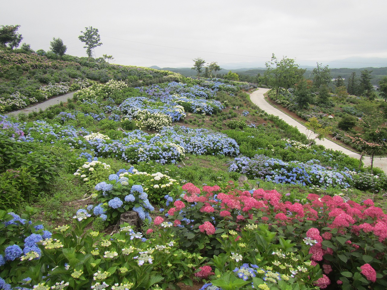 0709ajisai4.jpg