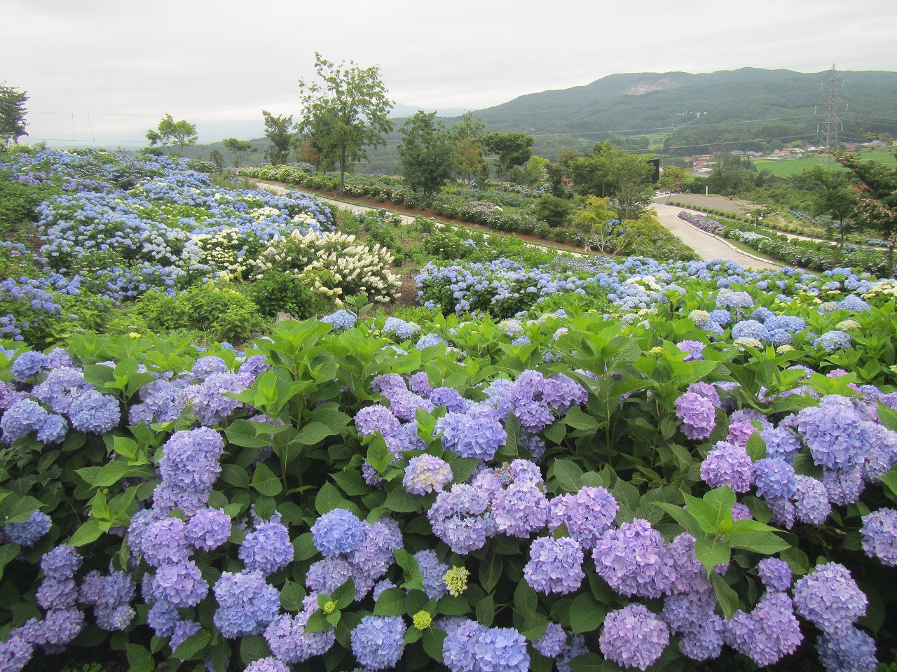 0709ajisai5.jpg