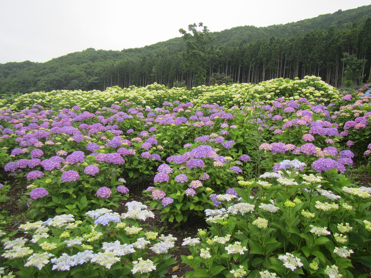 0709ajisai6.jpg