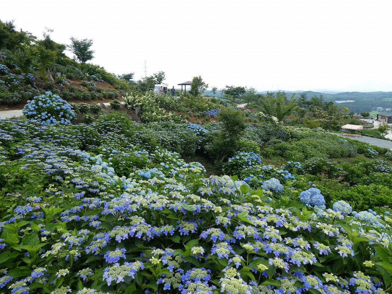 0703ajisai1.jpg