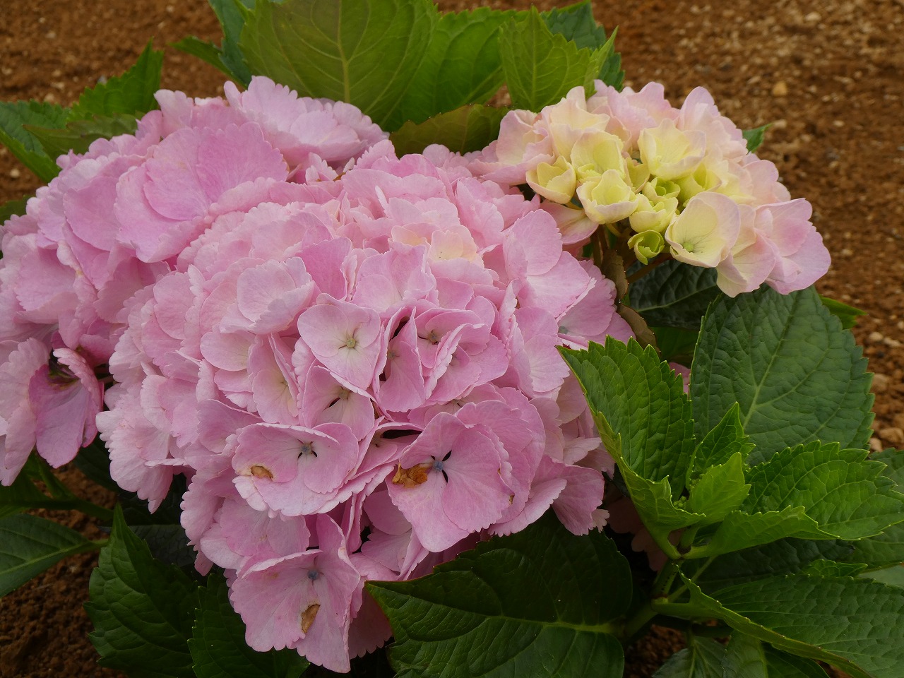 0703ajisai2.jpg